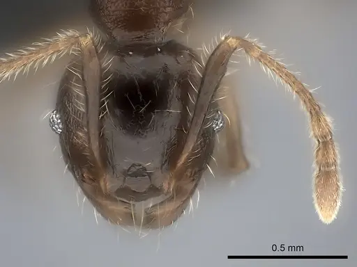Pheidole ensifera specimen CASENT0140667 image casent0140667_2