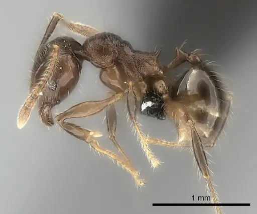 Pheidole ensifera specimen CASENT0140667 image casent0140667_3