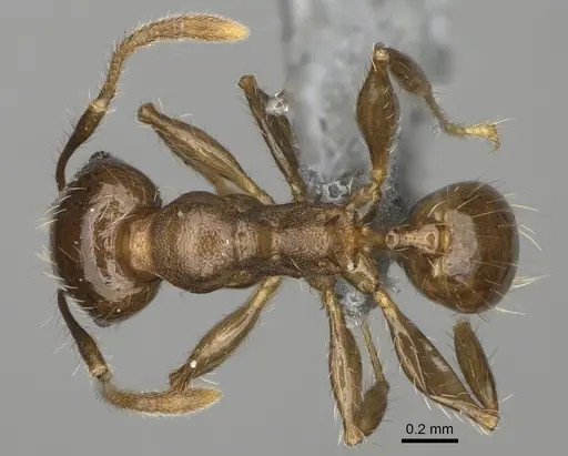 Pheidole ensifera specimen CASENT0298364 image casent0298364_1