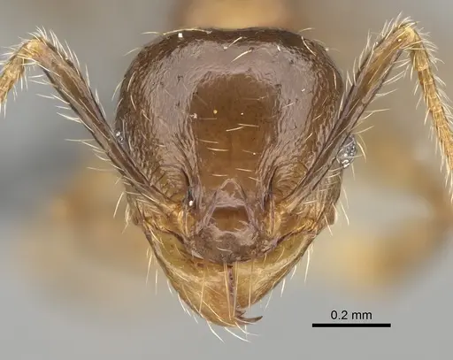 Pheidole ensifera specimen CASENT0298364 image casent0298364_2
