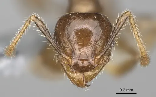 Pheidole ensifera specimen CASENT0298364 image casent0298364_3
