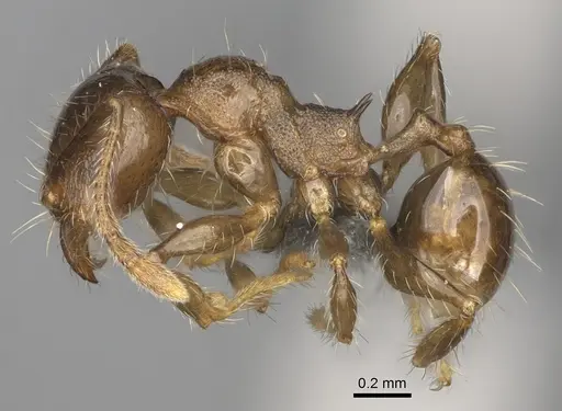 Pheidole ensifera specimen CASENT0298364 image casent0298364_4