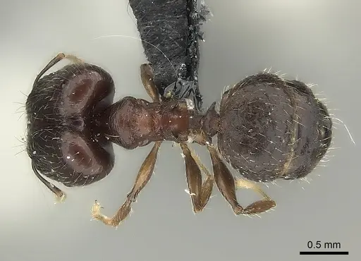 Pheidole ensifera specimen CASENT0427835 image casent0427835_1