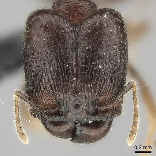 Pheidole ensifera specimen CASENT0427835 image casent0427835_2