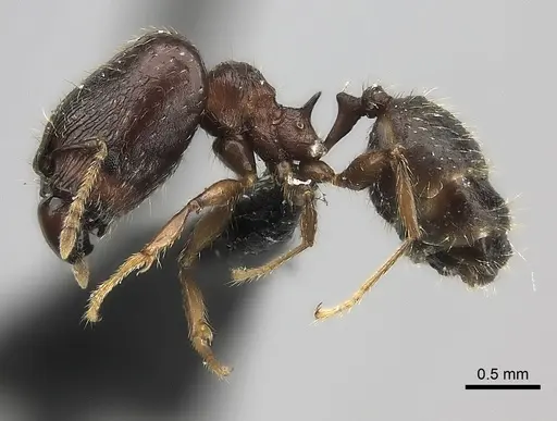 Pheidole ensifera specimen CASENT0427835 image casent0427835_3