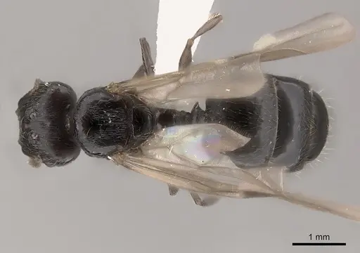 Pheidole ensifera specimen CASENT0427876 image casent0427876_1