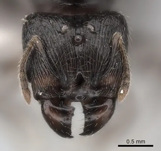 Pheidole ensifera specimen CASENT0427876 image casent0427876_2
