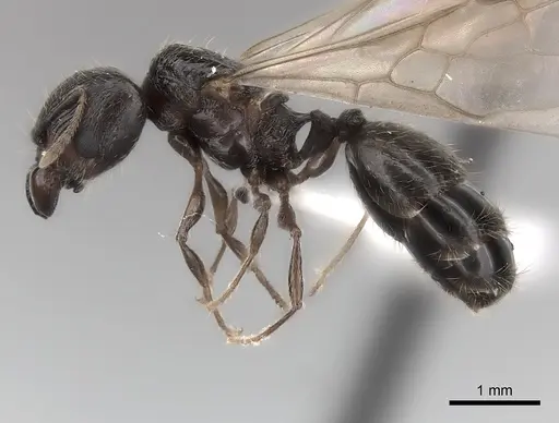 Pheidole ensifera specimen CASENT0427876 image casent0427876_3