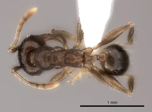 Pheidole ensifera specimen CASENT0427879 image casent0427879_1