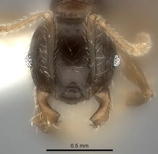 Pheidole ensifera specimen CASENT0427879 image casent0427879_2