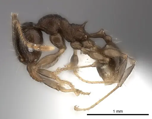 Pheidole ensifera specimen CASENT0427879 image casent0427879_3