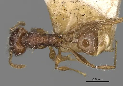 Pheidole ensifera specimen CASENT0923207 image casent0923207_1