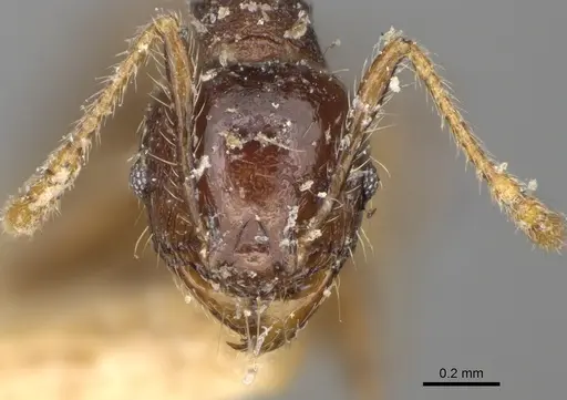 Pheidole ensifera specimen CASENT0923207 image casent0923207_2