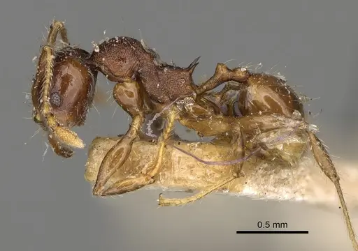 Pheidole ensifera specimen CASENT0923207 image casent0923207_3