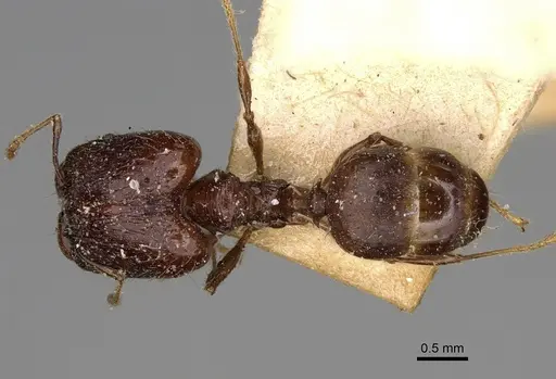 Pheidole ensifera specimen CASENT0923208 image casent0923208_1