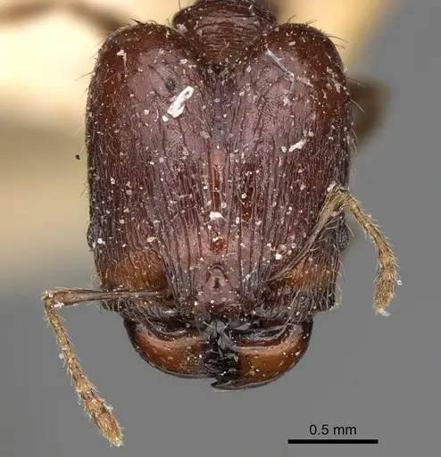 Pheidole ensifera specimen CASENT0923208 image casent0923208_2