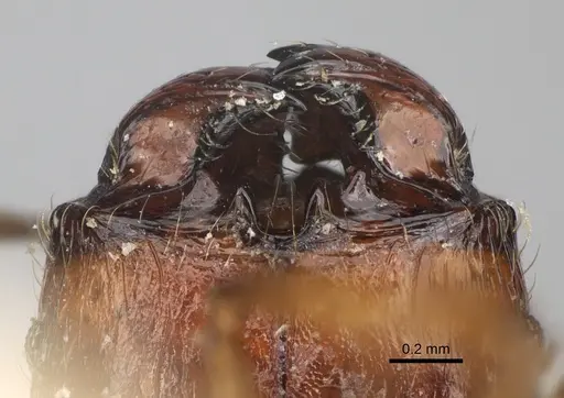 Pheidole ensifera specimen CASENT0923208 image casent0923208_3