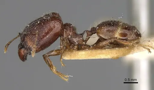 Pheidole ensifera specimen CASENT0923208 image casent0923208_4