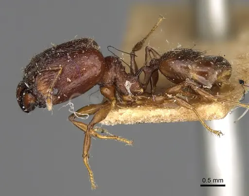 Pheidole ensifera specimen CASENT0923209 image casent0923209_1