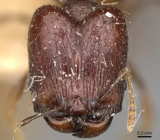 Pheidole ensifera specimen CASENT0923209 image casent0923209_2