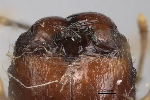Pheidole ensifera specimen CASENT0923209 image casent0923209_3