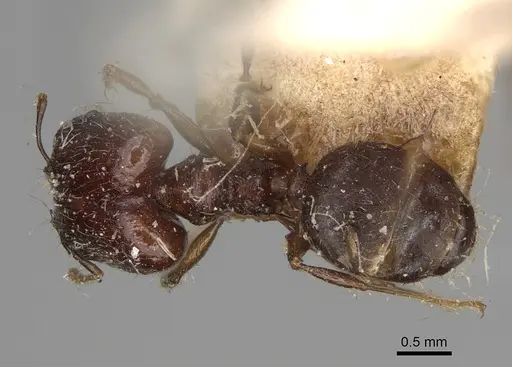 Pheidole ensifera specimen CASENT0923209 image casent0923209_4