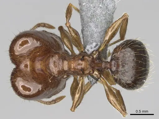 Pheidole ensifera specimen CASENT0923226 image casent0923226_1