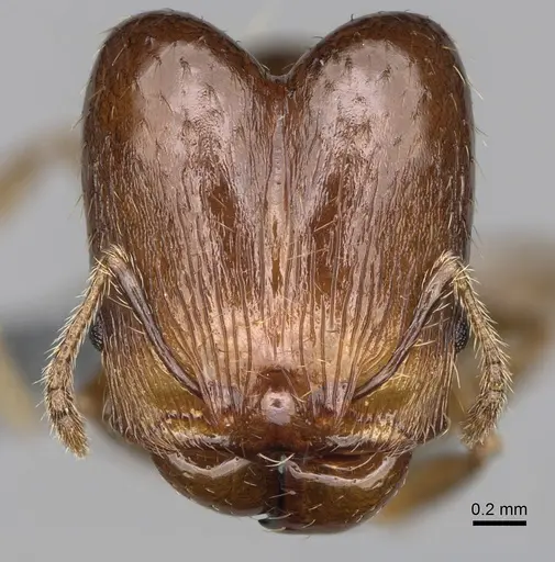 Pheidole ensifera specimen CASENT0923226 image casent0923226_2