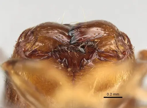 Pheidole ensifera specimen CASENT0923226 image casent0923226_3