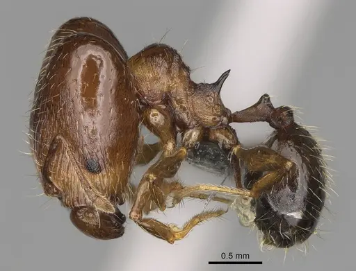 Pheidole ensifera specimen CASENT0923226 image casent0923226_4