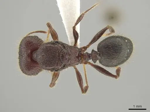 Pheidole eosimilis specimen CASENT0619391 image casent0619391_1