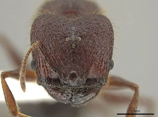 Pheidole eosimilis specimen CASENT0619391 image casent0619391_2