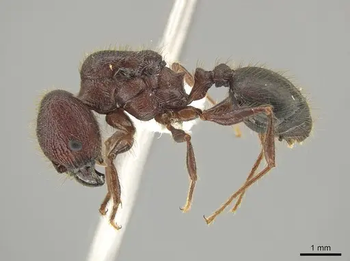 Pheidole eosimilis specimen CASENT0619391 image casent0619391_3