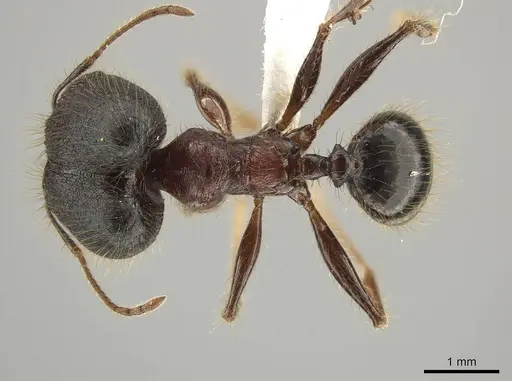 Pheidole eosimilis specimen CASENT0619392 image casent0619392_1