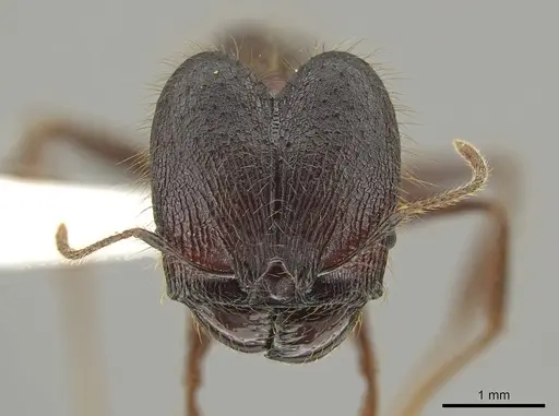 Pheidole eosimilis specimen CASENT0619392 image casent0619392_2