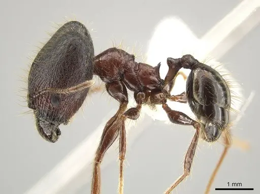 Pheidole eosimilis specimen CASENT0619392 image casent0619392_3