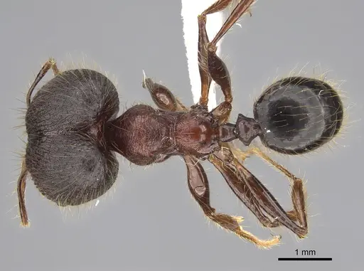 Pheidole eosimilis specimen CASENT0619393 image casent0619393_1