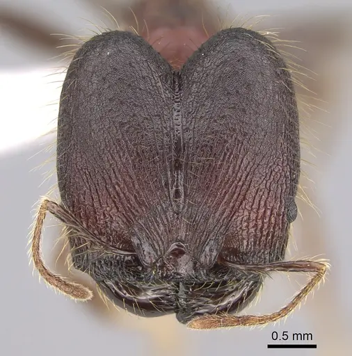 Pheidole eosimilis specimen CASENT0619393 image casent0619393_2