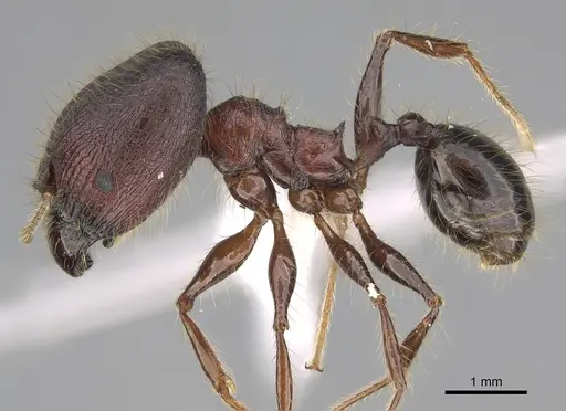 Pheidole eosimilis specimen CASENT0619393 image casent0619393_3