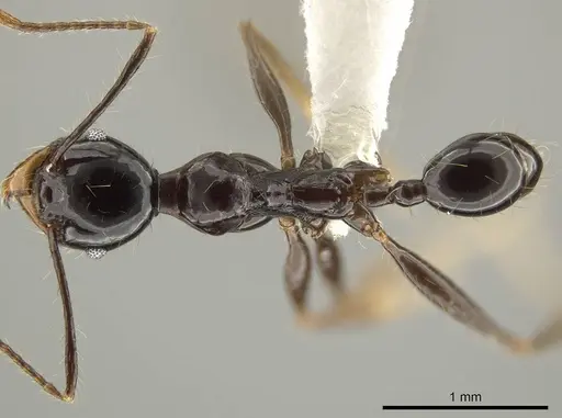 Pheidole eosimilis specimen CASENT0619639 image casent0619639_1