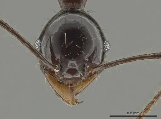 Pheidole eosimilis specimen CASENT0619639 image casent0619639_2