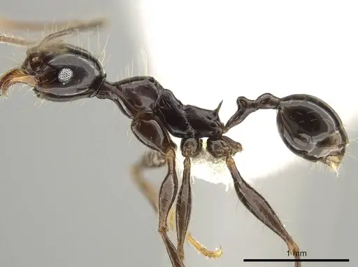 Pheidole eosimilis specimen CASENT0619639 image casent0619639_3