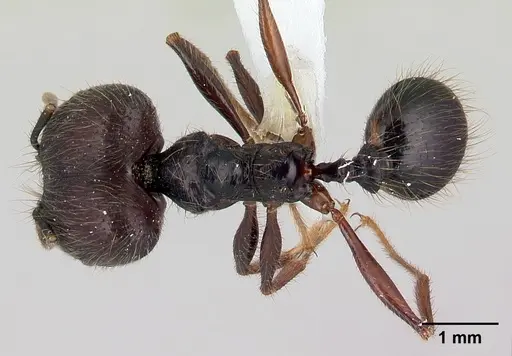 Pheidole eowilsoni specimen CASENT0608866 image casent0608866_1