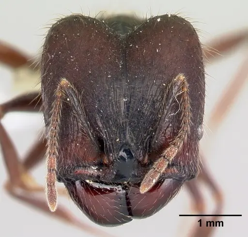 Pheidole eowilsoni specimen CASENT0608866 image casent0608866_2