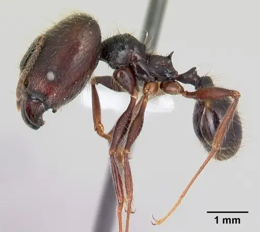 Pheidole eowilsoni specimen CASENT0608866 image casent0608866_3