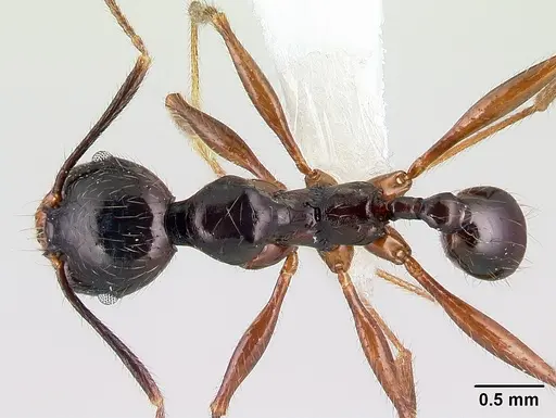 Pheidole eowilsoni specimen CASENT0608880 image casent0608880_1