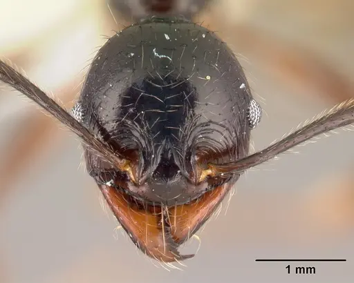 Pheidole eowilsoni specimen CASENT0608880 image casent0608880_2