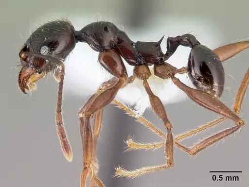 Pheidole eowilsoni specimen CASENT0608880 image casent0608880_3