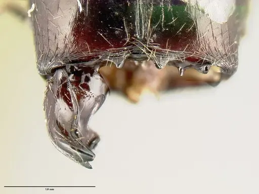 Pheidole eowilsoni specimen CASENT0608894 image casent0608894_1