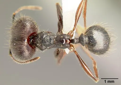Pheidole eowilsoni specimen CASENT0608897 image casent0608897_1